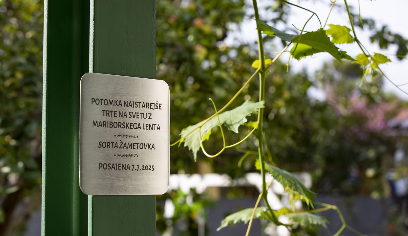 Tablica, ki obvešča, da tu raste potomka najstarejše trte na svetu, sorte žametovka.