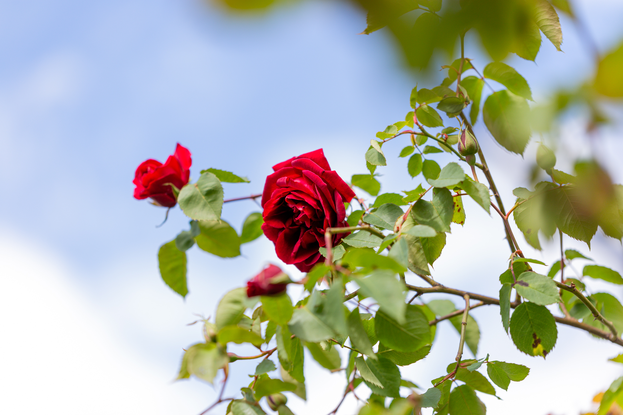 Rdeča vrtnica