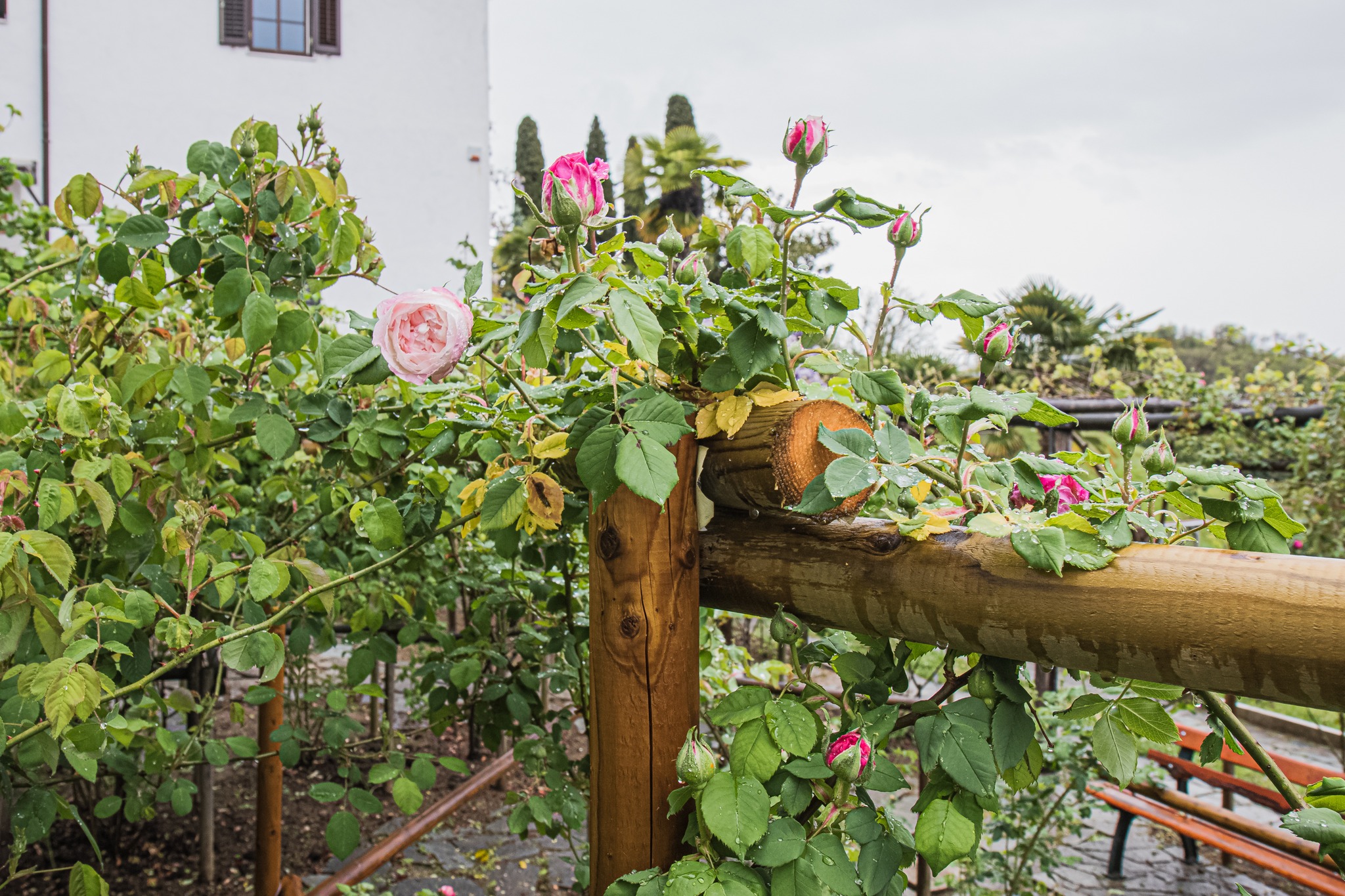 Nasad vrtnic v kostanjeviškem vrtu